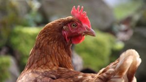 Hühnerhaltung in der Rhön: Sogar Leihhühner gibt es